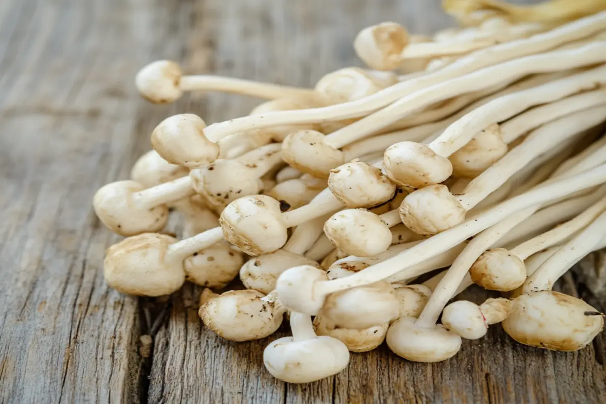 Fresh seafood mushrooms on a wooden table